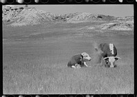 [Untitled photo, possibly related to: Hereford bulls, Quarter Circle U roundup, Montana]. Sourced from the Library of Congress.