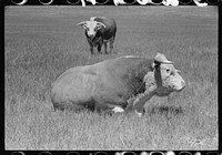 Hereford bulls, Quarter Circle U Ranch, Montana. Sourced from the Library of Congress.