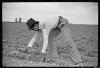 [Untitled photo, possibly related to: Young sugar beet worker, Treasure County, Montana]. Sourced from the Library of Congress.