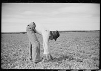 Young sugar beet workers chopping sugar beets, Treasure County, Montana. Sourced from the Library of Congress.