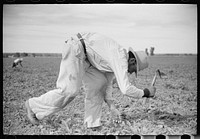 Chopping sugar beets, Treasure County, Montana. Sourced from the Library of Congress.