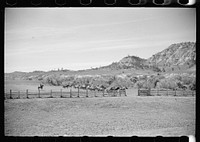 [Untitled photo, possibly related to: Driving colts into roundup corral, Quarter Circle U Ranch, Montana]. Sourced from the Library of Congress.