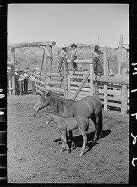[Untitled photo, possibly related to: Mares and colts, Quarter Circle U roundup, Montana]. Sourced from the Library of Congress.