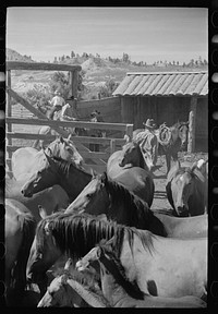 [Untitled photo, possibly related to: Mares and colts, Quarter Circle U roundup, Montana]. Sourced from the Library of Congress.