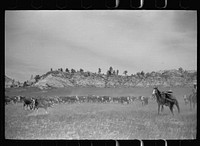 [Untitled photo, possibly related to: Roping a calf, Quarter Circle U Ranch, Montana]. Sourced from the Library of Congress.