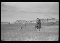 Quarter Circle U Brewster-Arnold Ranch Company, near Birney, Montana. Roping a calf at the roundup. Sourced from the Library of Congress.