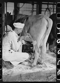 [Untitled photo, possibly related to: Adjusting milking machine, Dakota County, Minnesota]. Sourced from the Library of Congress.