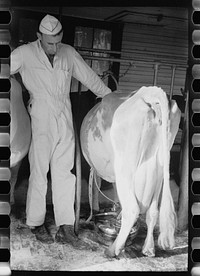 [Untitled photo, possibly related to: Adjusting milking machine, Dakota County, Minnesota]. Sourced from the Library of Congress.