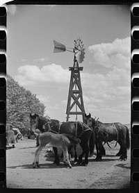 [Untitled photo, possibly related to: Mare and colt at trough, Fairfield Bench Farms, Montana]. Sourced from the Library of Congress.