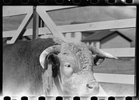 [Untitled photo, possibly related to: Purebred Hereford bull, Willow Creek Ranch, Montana]. Sourced from the Library of Congress.
