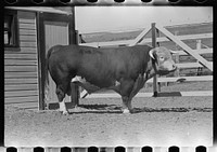 [Untitled photo, possibly related to: Purebred Hereford bull, Willow Creek Ranch, Montana]. Sourced from the Library of Congress.