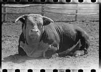 Purebred Hereford bull, Willow Creek Ranch, Montana. Sourced from the Library of Congress.