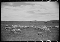 [Untitled photo, possibly related to: Sheep grazing, Rosebud County, Montana]. Sourced from the Library of Congress.
