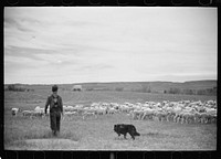 Sheepherder and flock, Rosebud County, Montana. Sourced from the Library of Congress.
