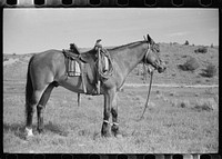 Hobbled horse, Quarter Circle U Ranch, Big Horn County, Montana. Sourced from the Library of Congress.