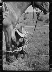 Putting hobble on horse, Quarter Circle U Ranch, Big Horn County, Montana. Sourced from the Library of Congress.