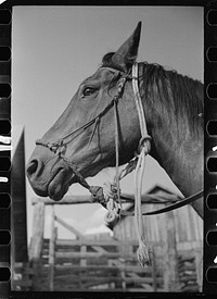 Hackamore on horse, Quarter Circle U Ranch, Big Horn County, Montana. Sourced from the Library of Congress.