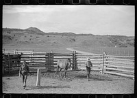 [Untitled photo, possibly related to: Leading a roped horse, Quarter Circle U Ranch, Big Horn County, Montana]. Sourced from the Library of Congress.