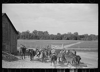 [Untitled photo, possibly related to: Driving the cavy to water, Quarter Circle U Ranch, Montana]. Sourced from the Library of Congress.