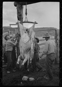 [Untitled photo, possibly related to: Butchering a cow, Quarter Circle U Ranch, Montana]. Sourced from the Library of Congress.