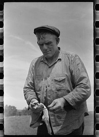 [Untitled photo, possibly related to: Sheepshearer cleans blade of his shears, Rosebud County, Montana]. Sourced from the Library of Congress.