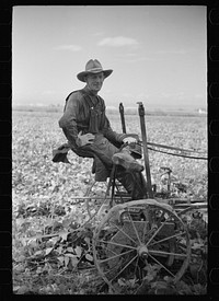 [Untitled photo, possibly related to: Thomas W. Beede, resettlement client, cutting beans, Western Slope Farms, Colorado]. Sourced from the Library of Congress.