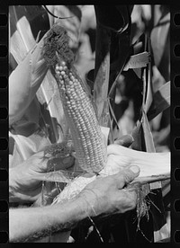 Ear of hybrid corn, Hardin County, Iowa. Sourced from the Library of Congress.