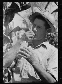 [Untitled photo, possibly related to: Farmer tests hybrid corn, Ryken Farm, Hardin County, Iowa]. Sourced from the Library of Congress.