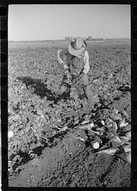 [Untitled photo, possibly related to: Topping sugar beets, Adams County, Colorado]. Sourced from the Library of Congress.