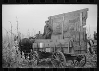 Wagon with extra-high bangboard used in cornhusking contest, Marshall County, Iowa. Sourced from the Library of Congress.