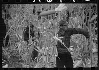 [Untitled photo, possibly related to: Contestant waits for starting gun as his wife and child look on, cornhusking contest, Marshall County, Iowa]. Sourced from the Library of Congress.