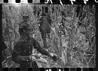 [Untitled photo, possibly related to: Contestant waits for starting gun as his wife and child look on, cornhusking contest, Marshall County, Iowa]. Sourced from the Library of Congress.