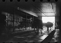 [Untitled photo, possibly related to: Cows outside barn ready for milking, Dakota County, Minnesota]. Sourced from the Library of Congress.