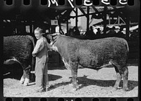 4-H Club boy with calf at baby beef auction, Central Iowa 4-H Club fair, Marshalltown, Iowa. Sourced from the Library of Congress.