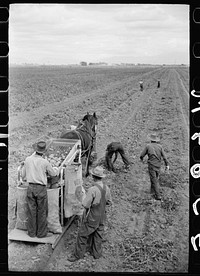 [Untitled photo, possibly related to: Loading sacks of potatoes, Rio Grande County, Colorado]. Sourced from the Library of Congress.