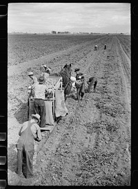 Potato picking crew, Rio Grande County, Colorado. Sourced from the Library of Congress.