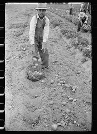 [Untitled photo, possibly related to: Young Spanish-American potato picker, Rio Grande County, Colorado]. Sourced from the Library of Congress.