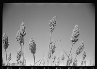 Corgo, feedcrop recommended by U.S. Dry Land Experiment Station, Akron, Colorado. Sourced from the Library of Congress.