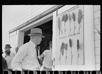 Akron (vicinity), Colorado, U.S. Dry Land Experiment Station. Farmer looking at sorghum exhibit. Sourced from the Library of Congress.