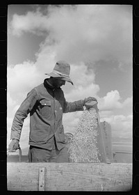 [Untitled photo, possibly related to: Apolinar Rael, rehabiliation client, harvesting beans, Costilla County, Colorado, near Fort Garland]. Sourced from the Library of Congress.