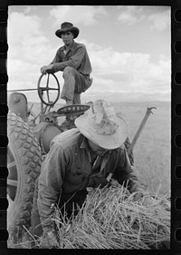 [Untitled photo, possibly related to: Philipe Aranjo, rehabilitation client, harvesting wheat in Costilla County, Colorado]. Sourced from the Library of Congress.