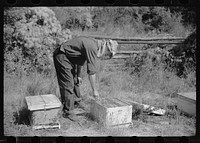 [Untitled photo, possibly related to: Philipe Aranjo, rehabilitation client, harvesting wheat in Costilla County, Colorado]. Sourced from the Library of Congress.