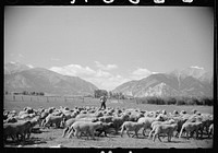 Elmo Temple, Chaffee County, Colorado rehabilitation client with a part of his flock of sheep. Sourced from the Library of Congress.