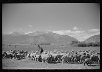 [Untitled photo, possibly related to: Elmo Temple, Chaffee County, Colorado rehabilitation client with a part of his flock of sheep]. Sourced from the Library of Congress.