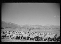 [Untitled photo, possibly related to: Elmo Temple, Chaffee County, Colorado rehabilitation client with a part of his flock of sheep]. Sourced from the Library of Congress.