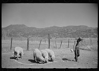 [Untitled photo, possibly related to: Elmo Temple, Chaffee County, Colorado rehabilitation client, with four purebred bucks]. Sourced from the Library of Congress.