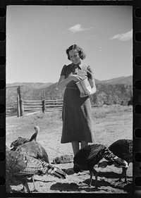 [Untitled photo, possibly related to: Mrs. Louise Temple feeds some of her turkeys on their farm in Chaffee County, Colorado]. Sourced from the Library of Congress.