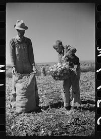 Child labor in the onion field, Delta County, Colorado. Sourced from the Library of Congress.
