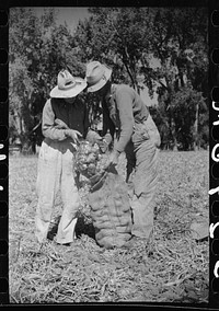 [Untitled photo, possibly related to: Onion field worker, Delta County, Colorado]. Sourced from the Library of Congress.