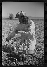 [Untitled photo, possibly related to: Girl picking onions, Delta County, Colorado]. Sourced from the Library of Congress.